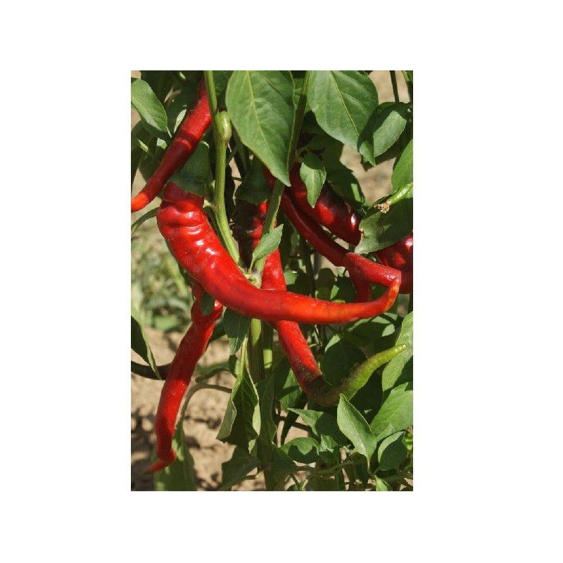 Piments forts Cayenne Large Red Thick