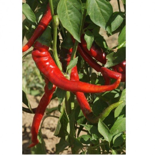 Piments forts Cayenne Large Red Thick