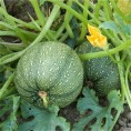 Courgette de Nice à Fruit Rond AB