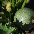 Courgette de Nice à Fruit Rond AB