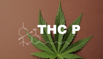 THC-P : Le Cannabinoïde Ultra-Puissant qui Révolutionne l'Univers du Cannabis